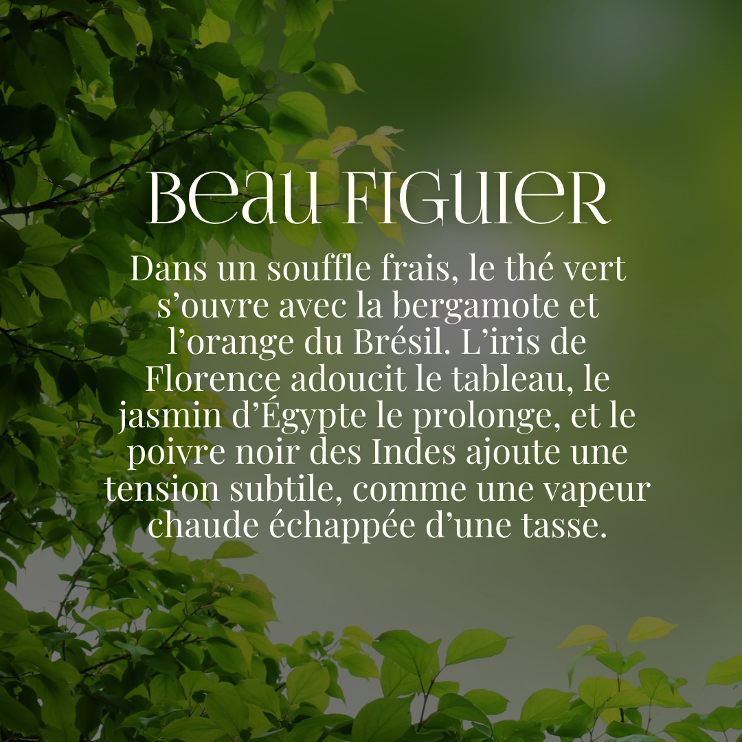 Recharge Beau Figuier en Fleur